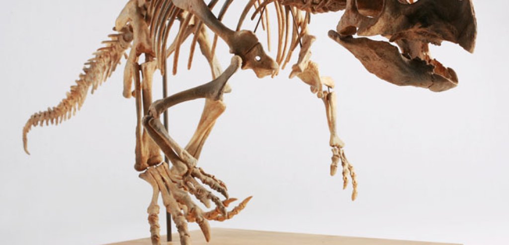 The_Childrens_Museum_of_Indianapolis_-_Psittacosaurus_skeleton_cast