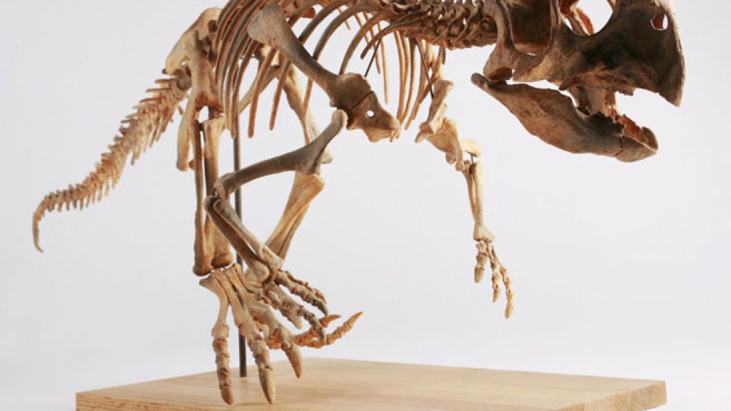 The_Childrens_Museum_of_Indianapolis_-_Psittacosaurus_skeleton_cast
