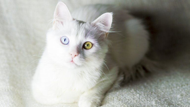Турска ангорска котка
Те доста често – макар и не винаги – са със сини очи. Особено чаровно при тях е, че освен жълти или зелени, очите им може да са с различен цвят.  
Идва от Турция и е доста стара порода. Името ѝ идва от старото наименование на Анкара.