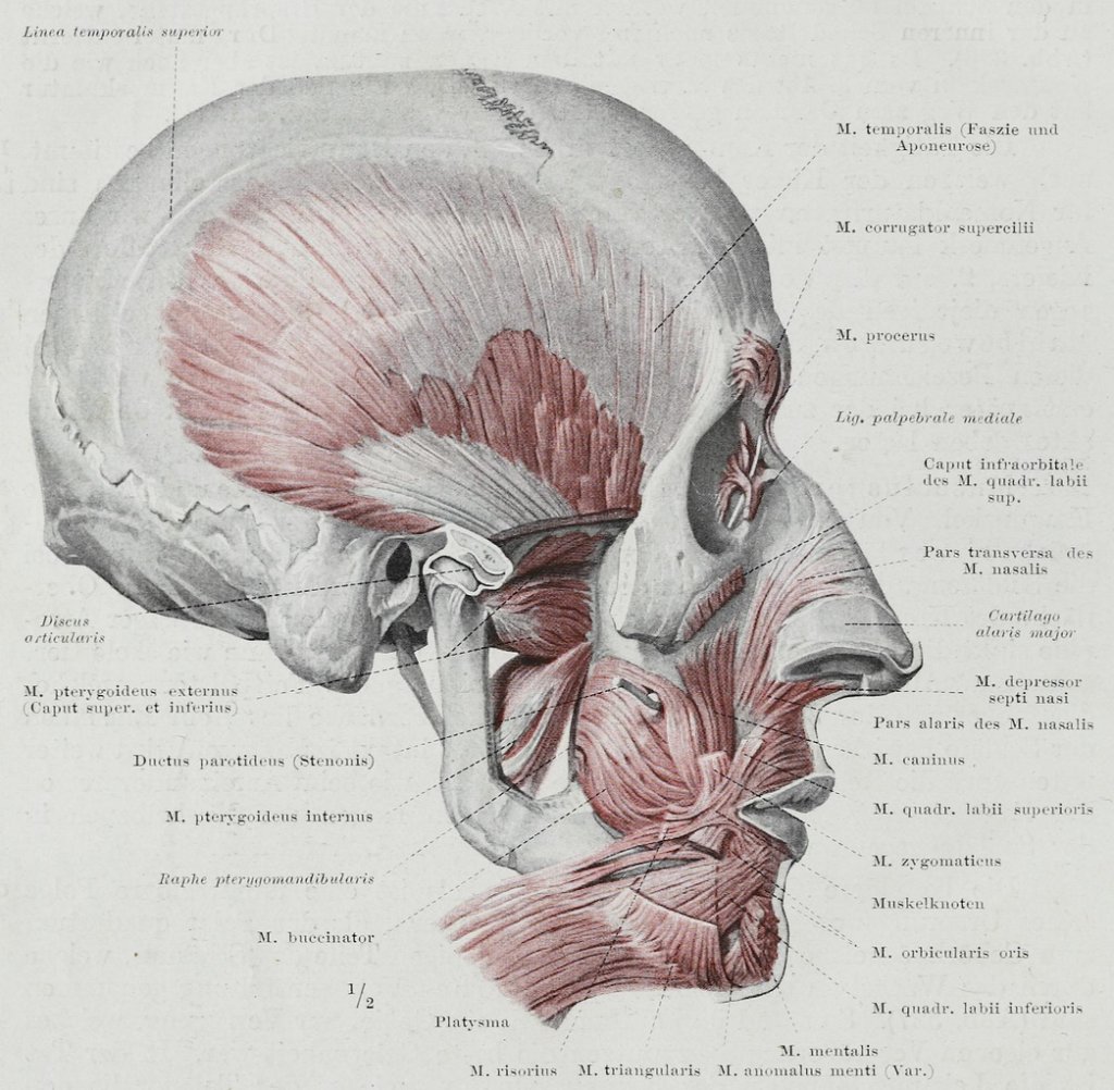 Braus_1921_369