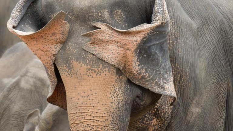 Най-смешните снимки на животни за 2025 г.