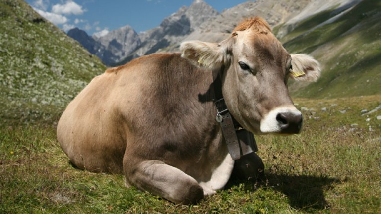 Животновъдите са поискали разрешение да доведат крави и трактори в София
