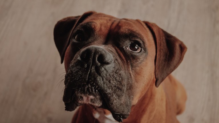 Боксер
Боксерите са популярни от много време, но преди им се носеше славата на агресивни и бойни кучета, която полека се разнесе. Въпреки че има някои агресивни индивиди, чието поведение трябва да се коригира, обикновено боксерите са любвеобилни животни и много обичат деца. Със сигурност обаче е добре да се обърнете към професионален кучешки треньор, ако ще си взимате боксер, защото все пак са големи кучета, които понякога не са наясно с размера си.