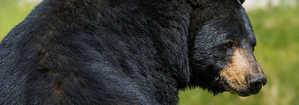 bear