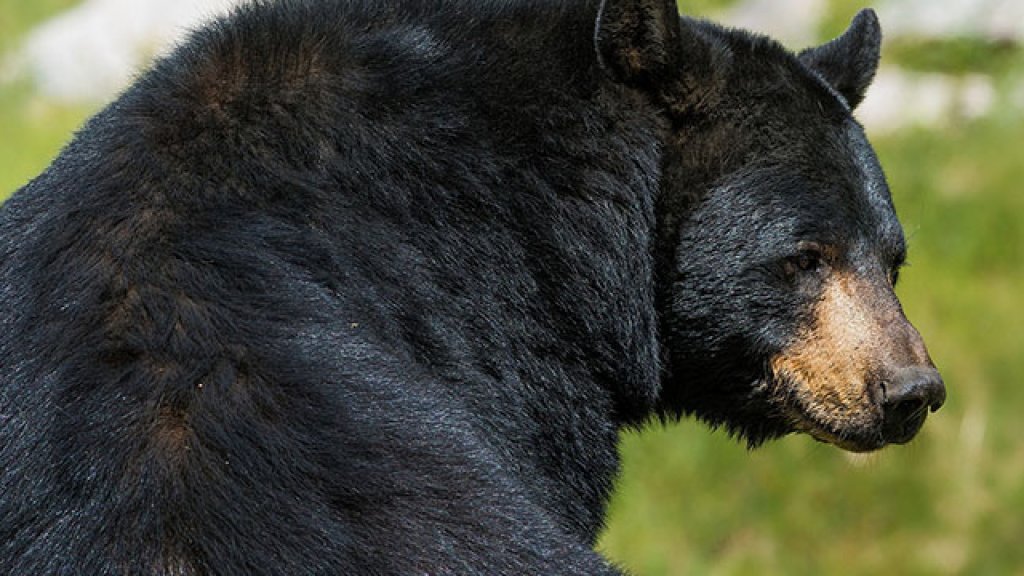 bear