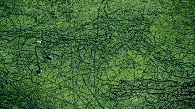 Това са просто крави, които пасат в един район в Бразилия