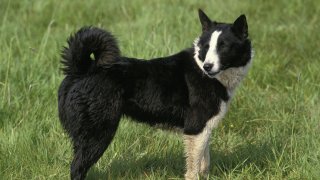 Карелското мечо куче не е домашен любимец за всеки