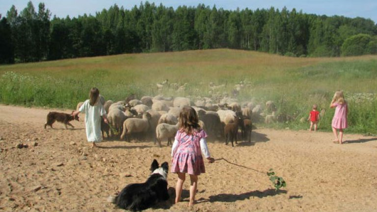 Семейство овцевъди в Естония. Земеделските производители там поддържат живи местните традиции и занаяти – предат всичко от вълна – от бебешко бельо до одеяла. Овчата мас те използват за сапун и свещи, а кожите - за подови настилки