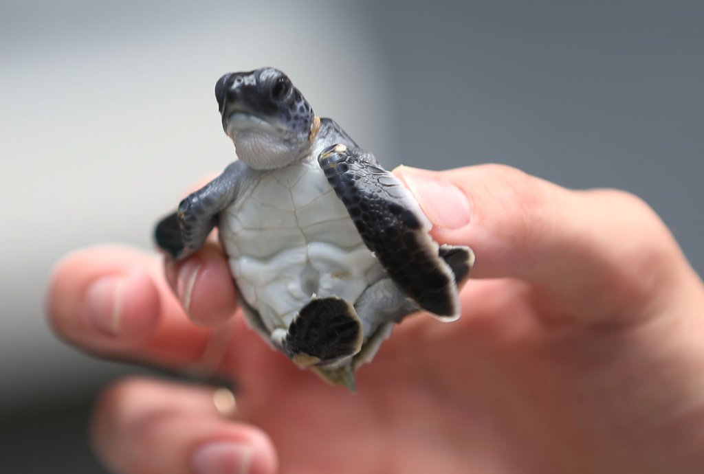 Hundreds Of Sea Turtles Hatchlings Are Released Into Atlantic Ocean
