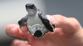 Hundreds Of Sea Turtles Hatchlings Are Released Into Atlantic Ocean