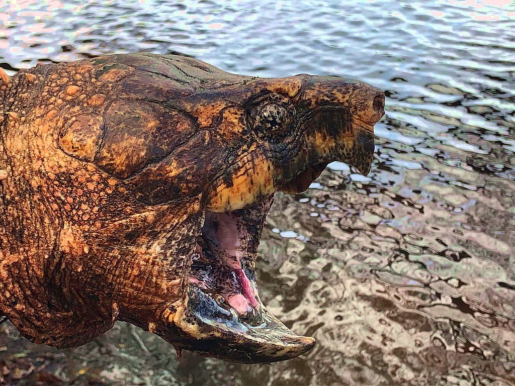 Aligator_Snapping_Turtle