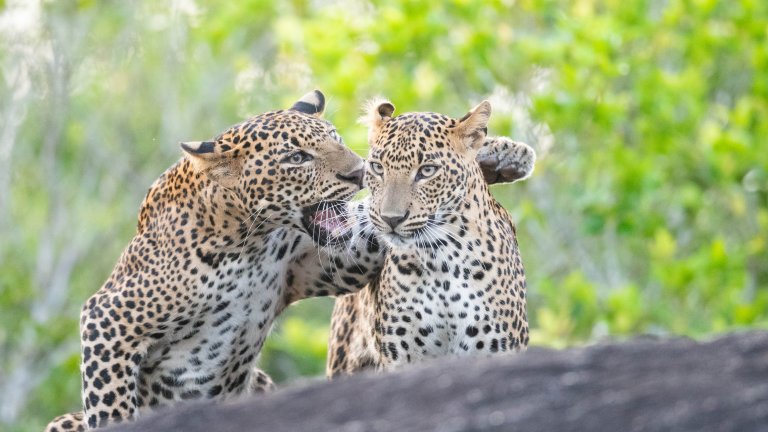 Най-смешните снимки на животни за 2025 г.