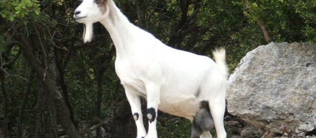 chevre-sauvage