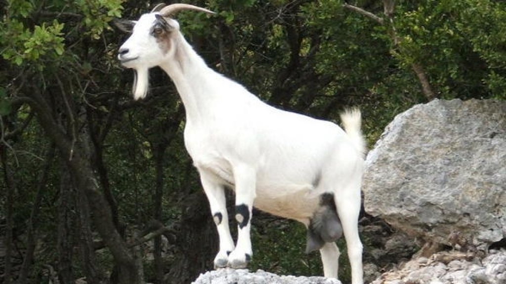 chevre-sauvage