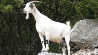 chevre-sauvage