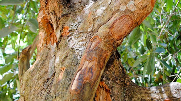 Канелено дърво - ароматът идва от кората