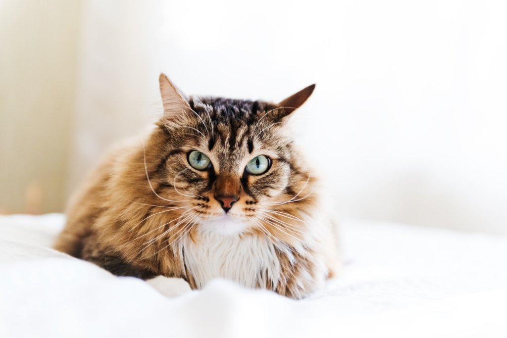 Те са умалени копия на лъвовете и пантерите, но с далеч по-благ характер: