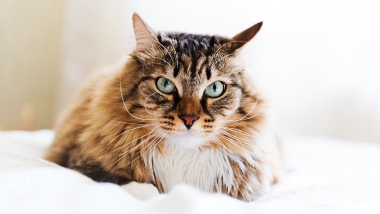 Те са умалени копия на лъвовете и пантерите, но с далеч по-благ характер: