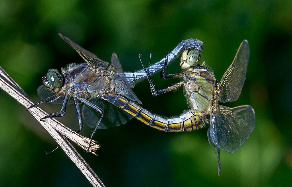 Odonata_copulation