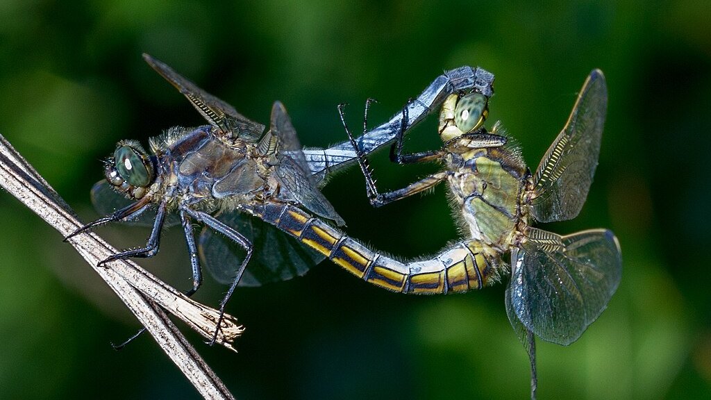 Odonata_copulation