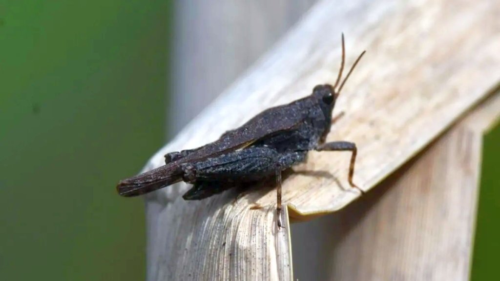 fire-melanism-grasshopper-l