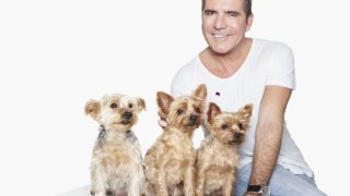 inspired-2015-11-simon-cowell-dogs-squiddly-diddly-freddie-main