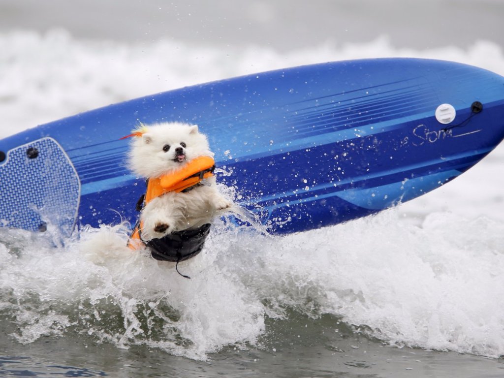 Всяка година се провежда Unleashed by Petco Surf Dog Competition на един от плажовете в Сан Диего, Калифорния
