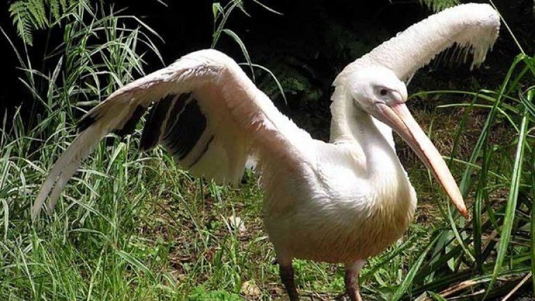 Двата вида пеликани - розов и къдроглав, които се срещат в България, са защитени от Закона за биологичното разнообразие
