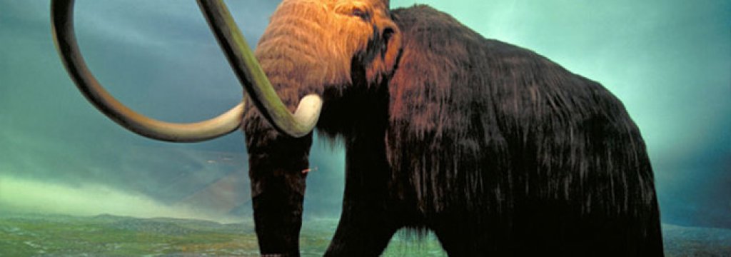 Mammuthus_3108268b