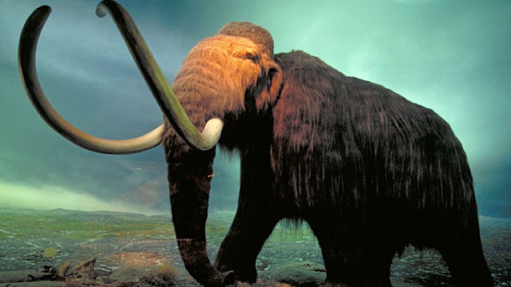 Mammuthus_3108268b