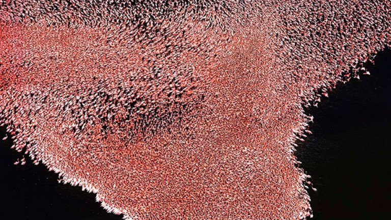 Всичко това са розови фламинго, езерото Naruku, Кения