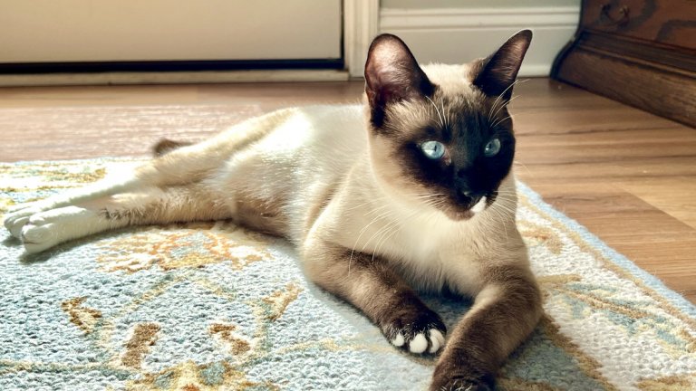 Сиамска котка
Тяхната козина е гъста, но къса, и е възможно да се скубе по-малко, особено ако се сресва регулярно. Сиамките са известни както с уникалния си външен вид, така и със също толкова отличителния си характер – те обичат вниманието, игрите и често „говорят“ със стопаните си.