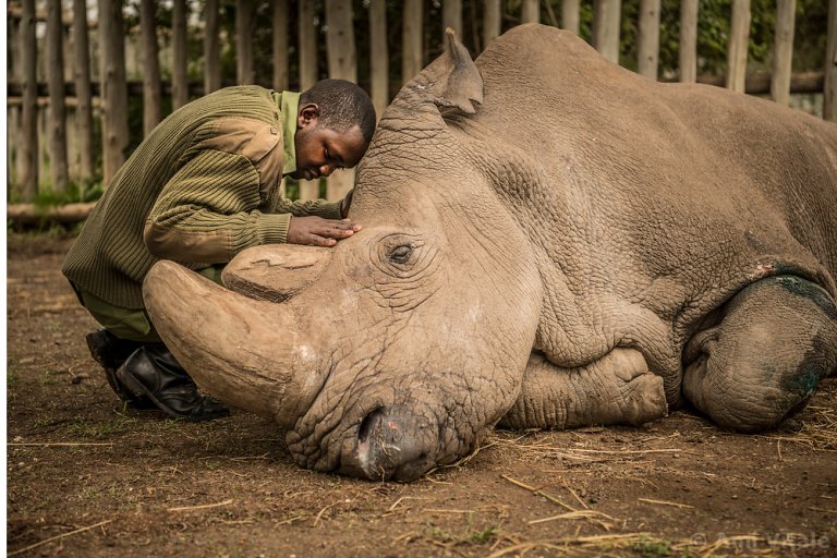 Последният от своя вид - белият носорог Судан издъхва пред погледа на своя гледач.