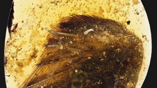 Крило на птица на 100 млн. години бе открито в кехлибар