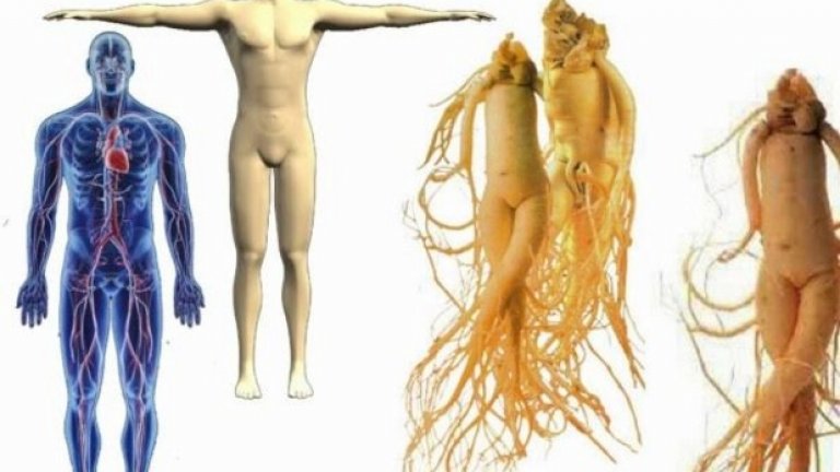 Женшен: Човешко тялоВглеж­дайки се в корена на жен­шена, пове­чето хора виж­дат цяло човешко тяло. Всеки клон на жен­шена има пет листа, точно както дланта на човека, а сред­ното е най-дълго, както сред­ният пръст при хората. Същес­т­ву­ват няколко вида жен­шен, които са с раз­лични форми и напо­до­бя­ват раз­лични части от човеш­кото тяло. Същес­т­вува пого­ворка, че когато някоя част от тялото е има проб­леми, то трябва човек да се храни с подобна част от жен­шен. Нап­ри­мер, ако имате проб­леми с орга­ните, то трябва да кон­су­ми­рате от сред­ната част на жен­шена. Ако имате проб­леми с кра­ката, трябва да ядете мус­та­ците му. При проб­леми с бъб­ре­ците се пре­по­ръч­ват пло­до­вете. Апа­ла­на­ту­мът естес­т­вено расте в тялото на дър­вото, изг­лежда като тумор има ефект върху пре­вен­ци­ята и лече­ни­ето на тумори в човеш­кото тяло.
