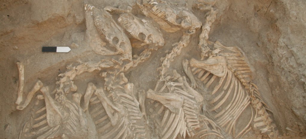 low-res_equid_burial_umm_el-marra_glenn_schwartzjpg