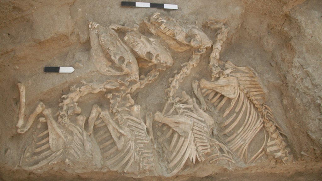 low-res_equid_burial_umm_el-marra_glenn_schwartzjpg