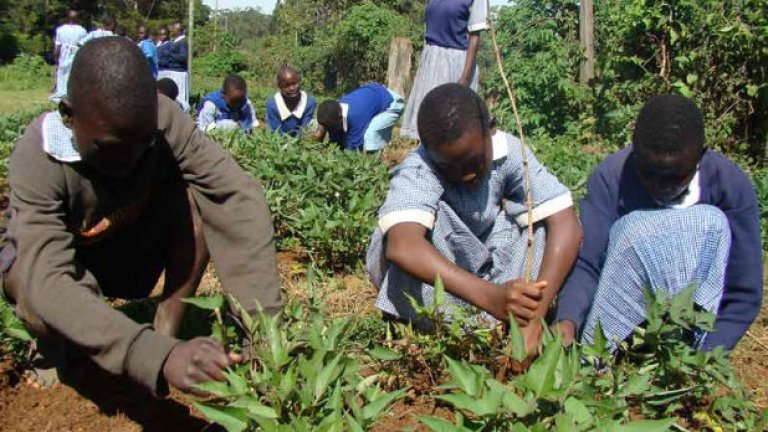 Програмите за изхранване в училищата в Кения включват по-младите поколения от народността Isukha да практикуват традиционни занаяти, свързани с отглеждането на храна.