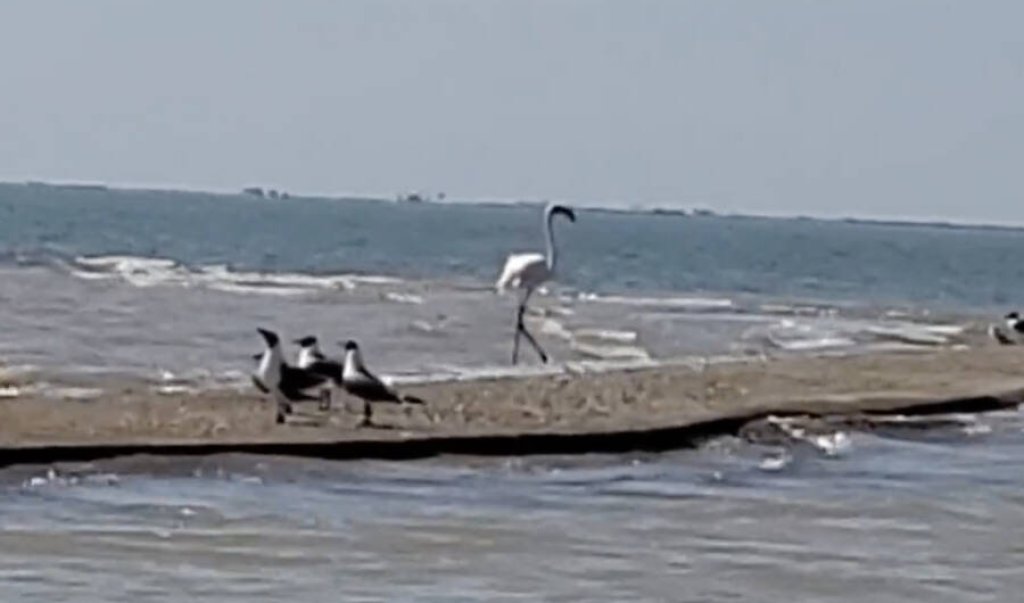 flamingo-no-492-walking-along-cox-bay