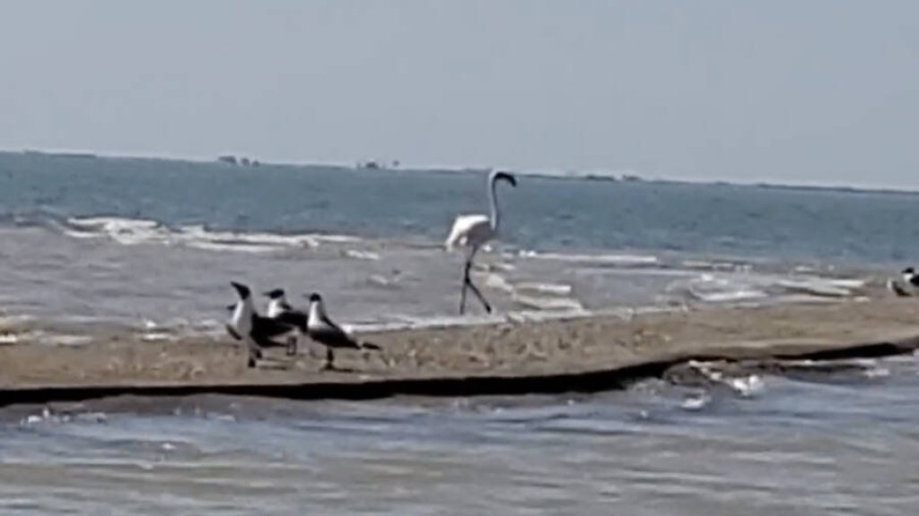 flamingo-no-492-walking-along-cox-bay