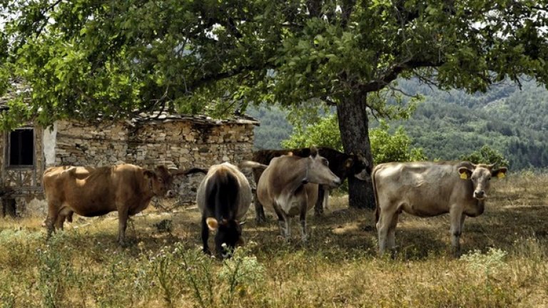 Кравите, за които се грижи старецът, търсят спасение от летните жеги под сянката на дърветата