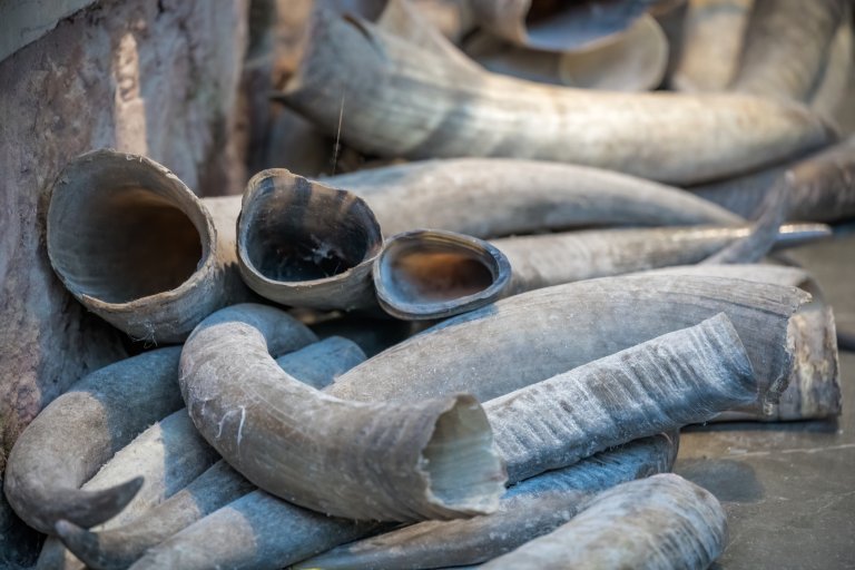 Слоновата кост е изключително скъпа стока още от древността насам. 