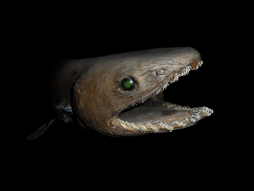 1280px-Chlamydoselachus_anguineus_head