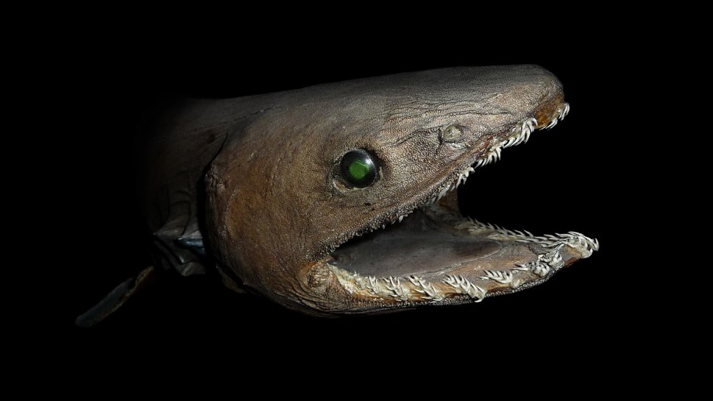 1280px-Chlamydoselachus_anguineus_head