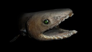 1280px-Chlamydoselachus_anguineus_head