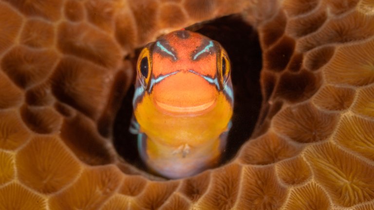 Най-смешните снимки на животни за 2025 г.