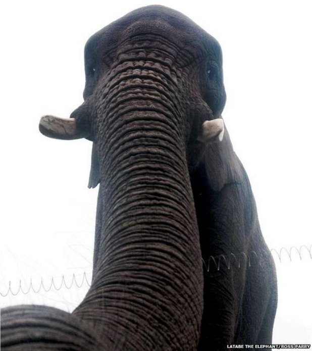 Ето какво се случи, когато слон попадна на телефона на посетител в зоогическа градина във Великобритания: слонско селфи