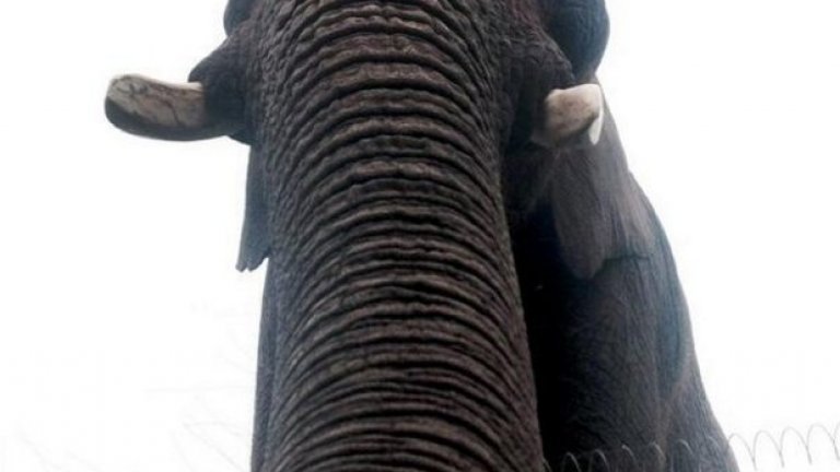 Ето какво се случи, когато слон попадна на телефона на посетител в зоогическа градина във Великобритания: слонско селфи