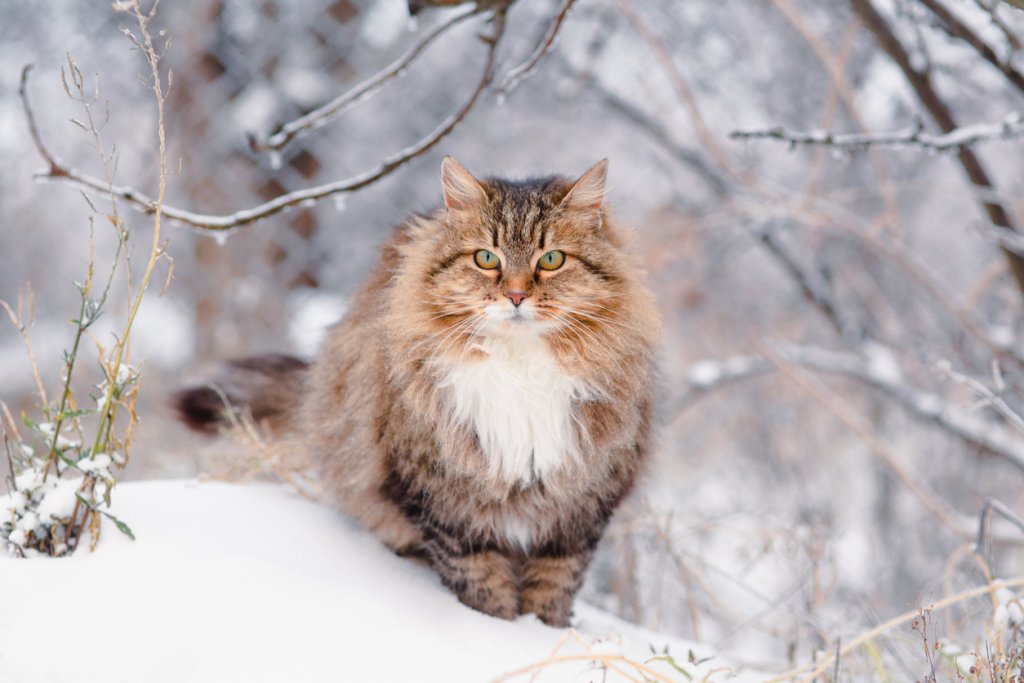Сибирска коткаСибирската котка е пълна противоположност на внушителния си външен вид. Тя е кротка, спокойна, любвеобилна. Може да достигне до 10 килограма напълно здравословно тегло, защото структурата ѝ е мускулеста. Има нужда от игри и ресане, като обожава и двете с цялото си сърце.