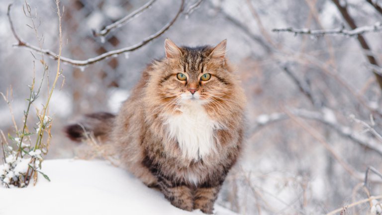 Сибирска коткаСибирската котка е пълна противоположност на внушителния си външен вид. Тя е кротка, спокойна, любвеобилна. Може да достигне до 10 килограма напълно здравословно тегло, защото структурата ѝ е мускулеста. Има нужда от игри и ресане, като обожава и двете с цялото си сърце.